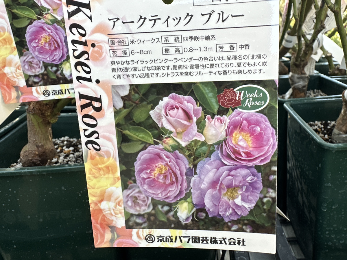 ひらがなけやき バラ売り ひらがなけやき バラ売り