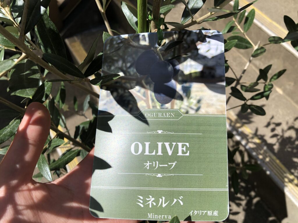 小倉園希少オリーブ入荷しました！ | オザキフラワーパーク | オザキ
