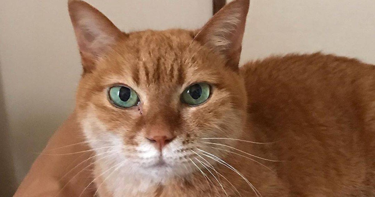 ec44eba38b10cad56eb4044b66d114