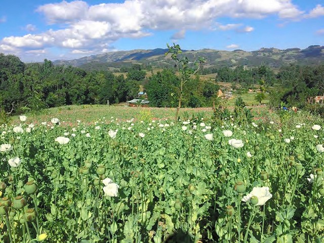 かつてケシ畑、いま合成麻薬 薬物から抜け出せない「黄金の三角地帯