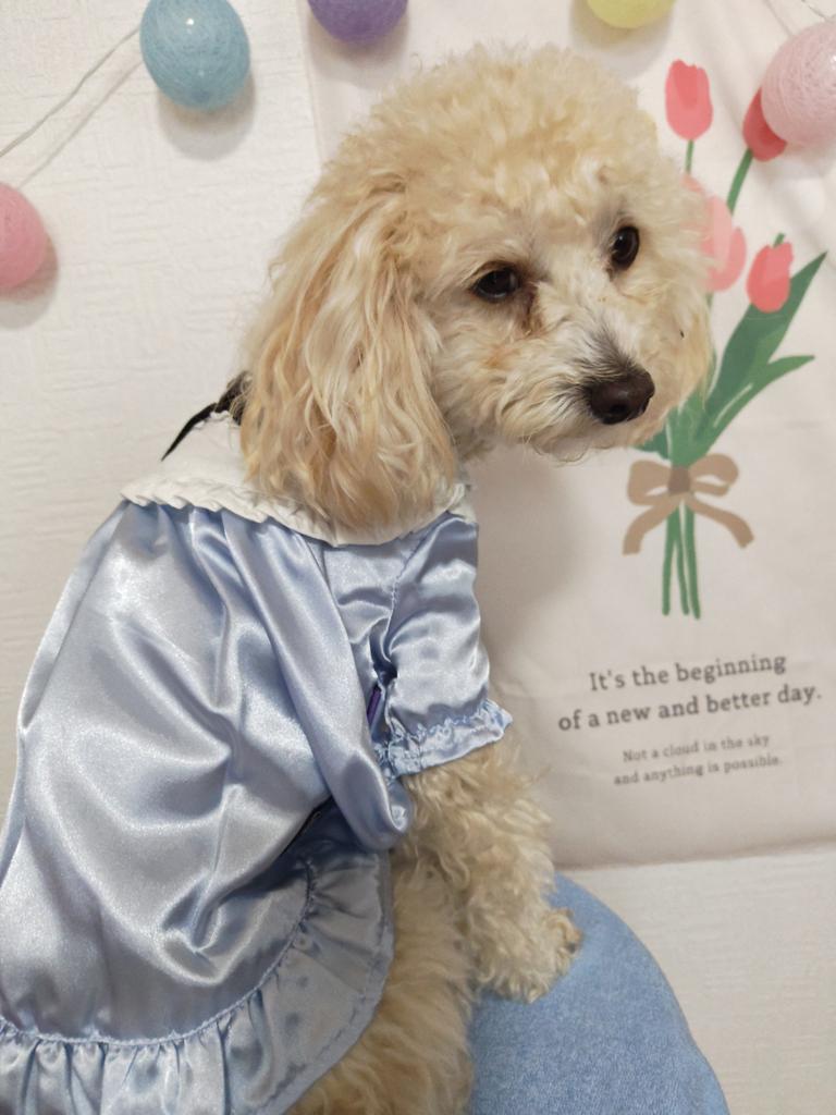 sky☆様専用 ハンドメイド犬服 ワンピース 【公式通販】