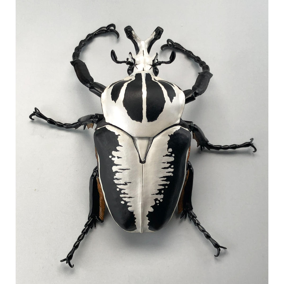 大型シラフオオツノハナムグリ(ゴライアス・オリエンタリス)ペア標本