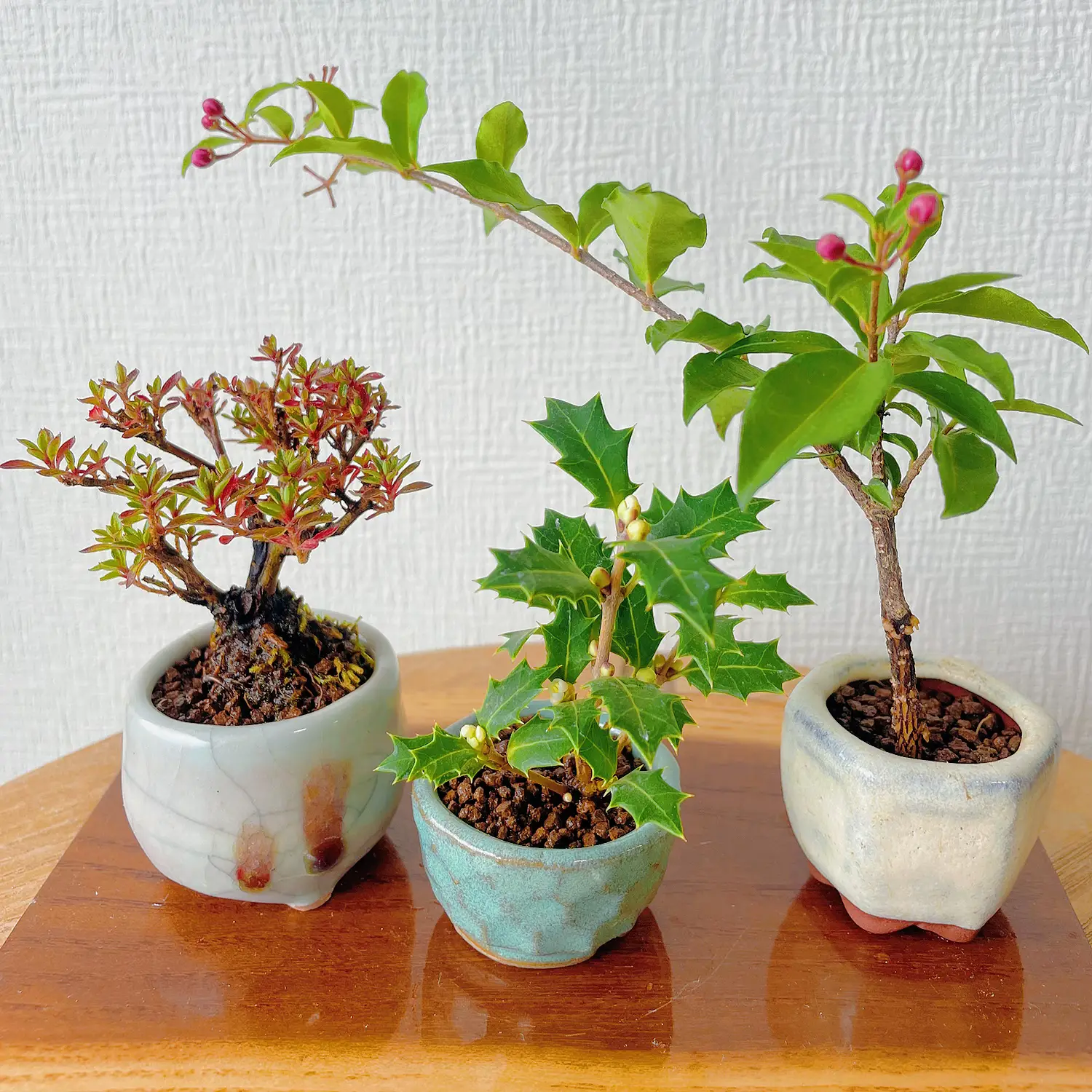 公式 四方植木鉢 多肉植物鉢 盆栽鉢 植木鉢 小品盆栽鉢 大品盆栽鉢