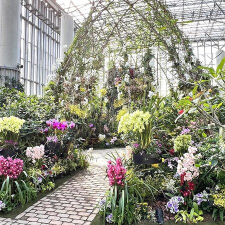 アケビの鉢上げ 挿し木苗から発根「あけび歴40年のアルバム」の