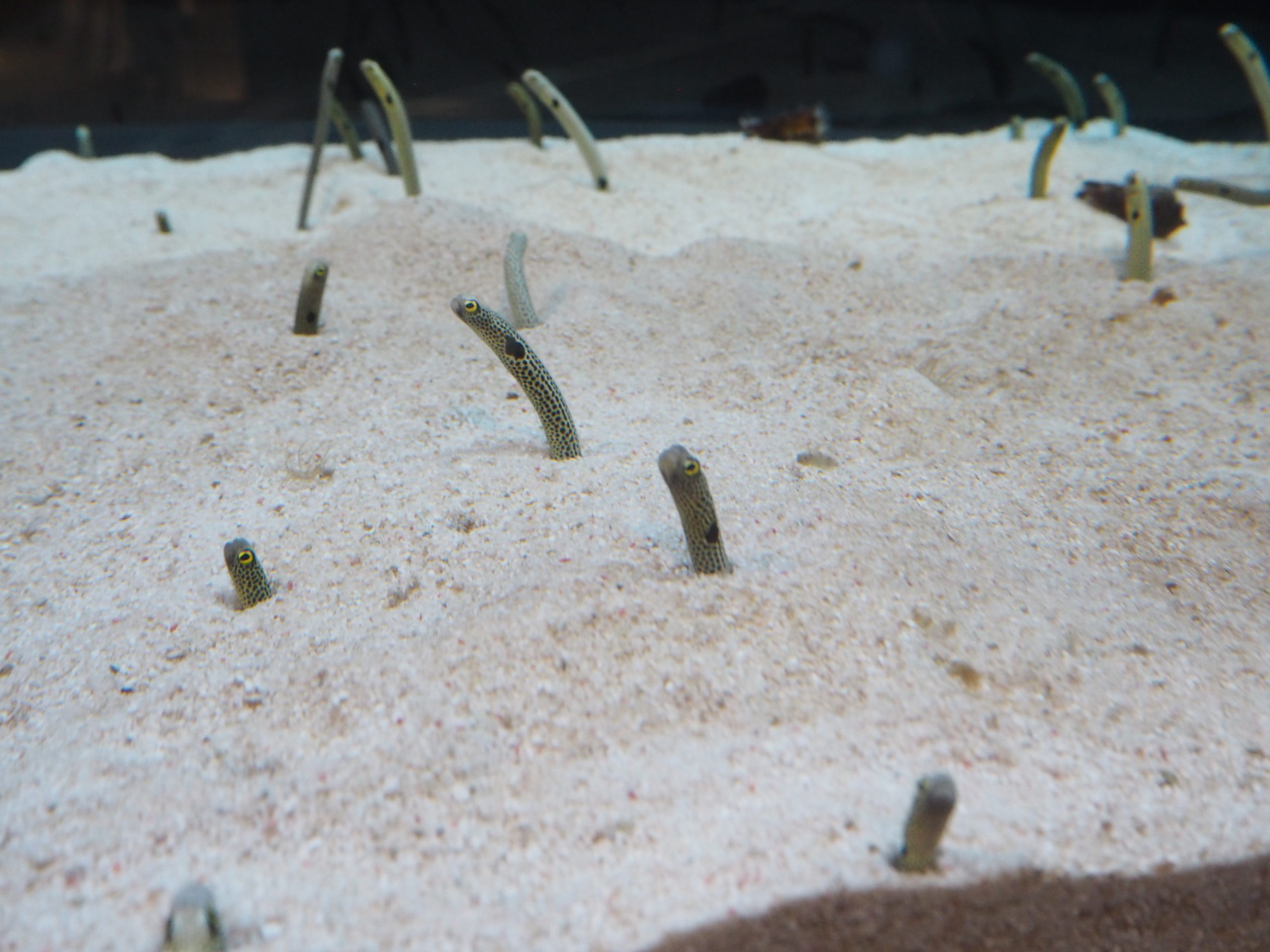 すみだ水族館「チンアナゴパン」＆「ニシキアナゴパン」を購入！人気の