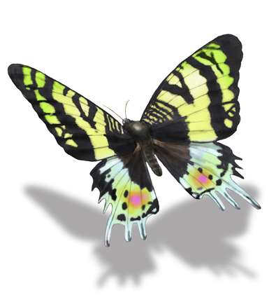 ニシキオオツバメガ 標本　世界で一番美しい鱗翅類 ニシキオオツバメガ 標本世界で一番美しい鱗翅類