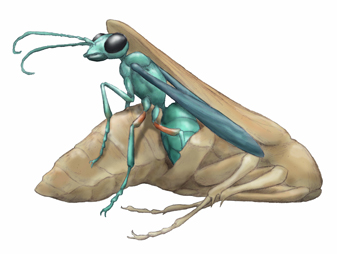 エメラルドゴキブリバチ・川崎悟司イラスト集