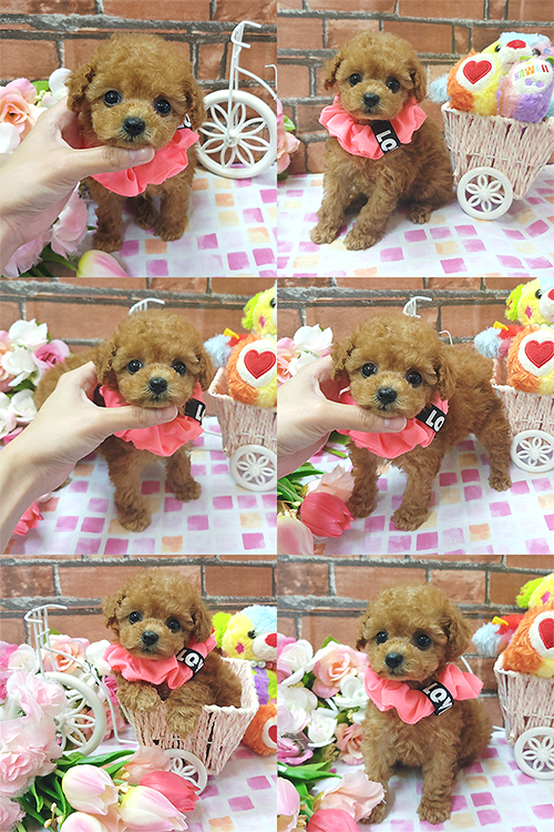 お譲りしたプードル_2601～_ぱぴぷぺっと