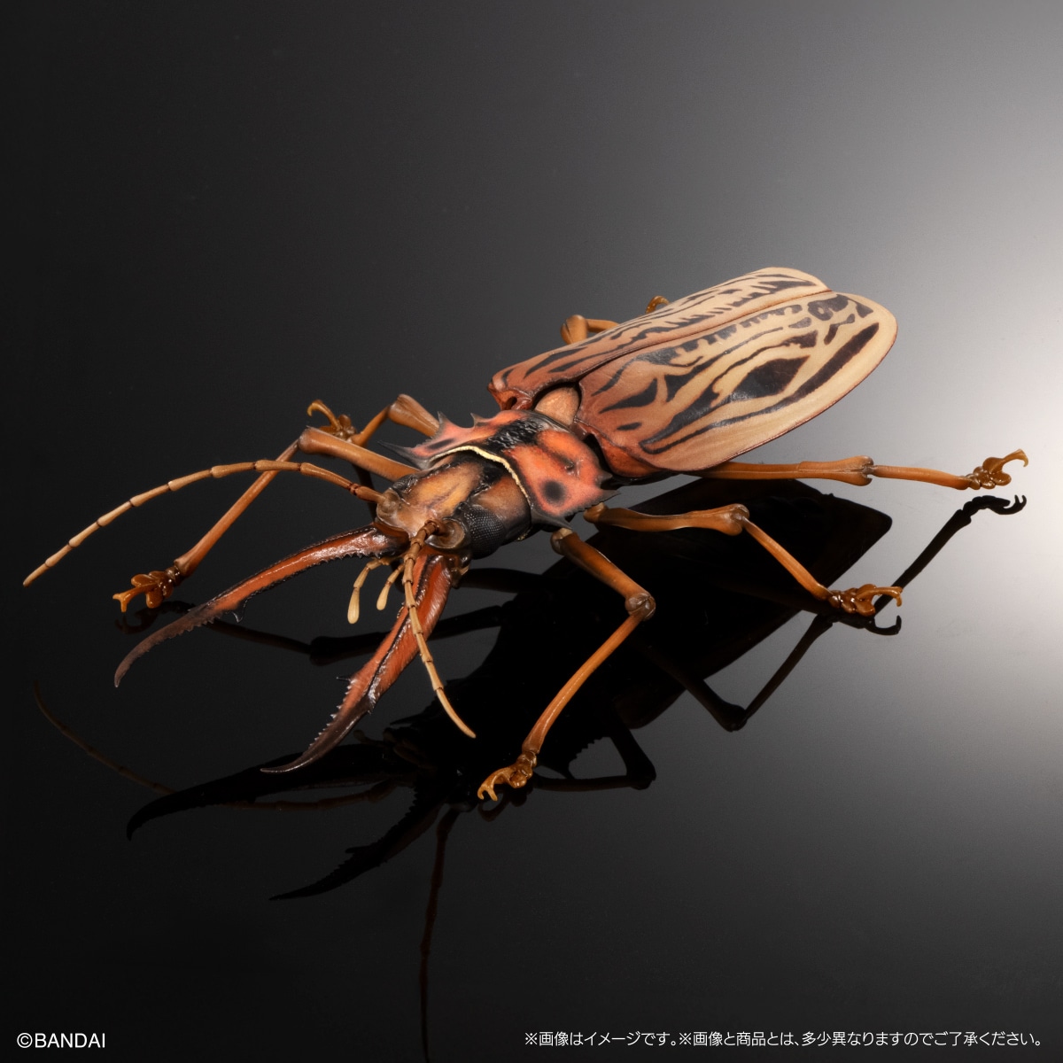 保護種オオキバウスバカミキリ標本