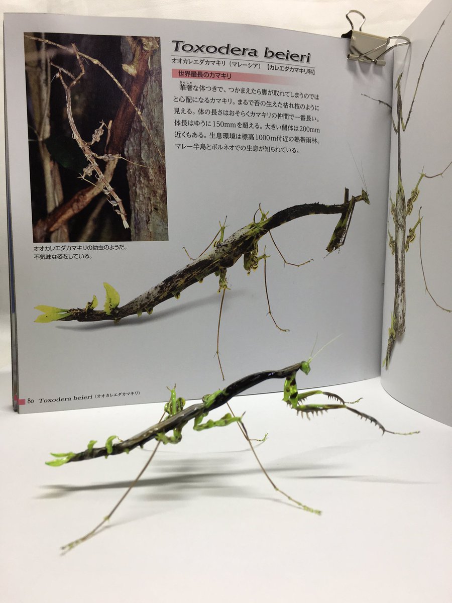 東南アジアの昆虫①オオカレエダカマキリ標本