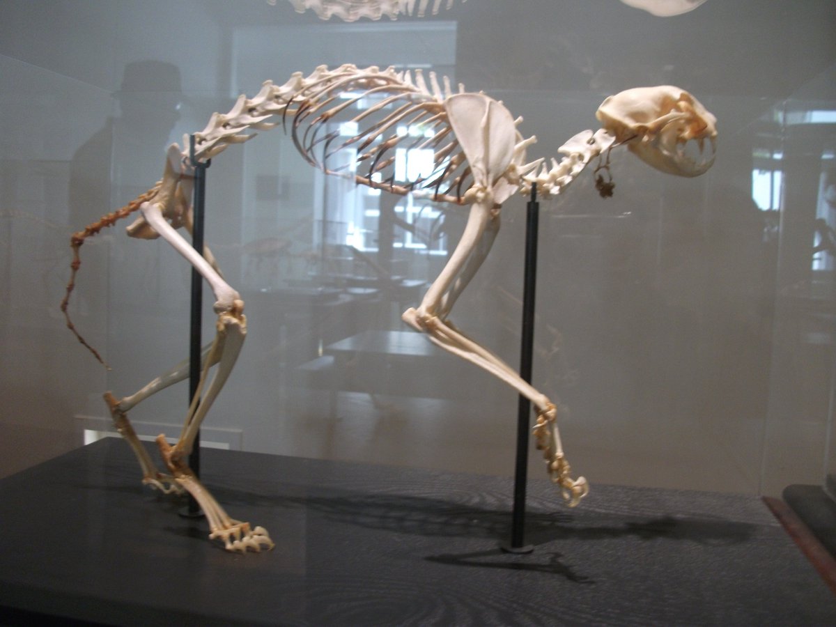 ネコ、アメリカアリゲーター、アメリカビーバーの骨格標本。ああ便利