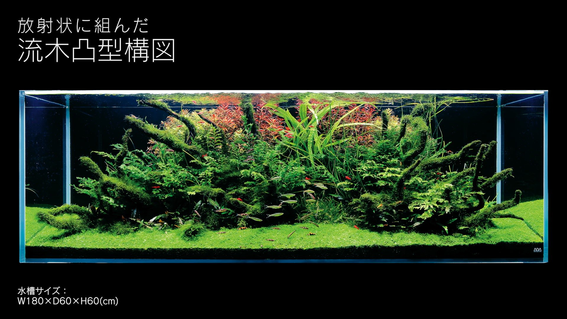 ADA レイアウトセット(アクアデザインアマノ) 【公式通販】