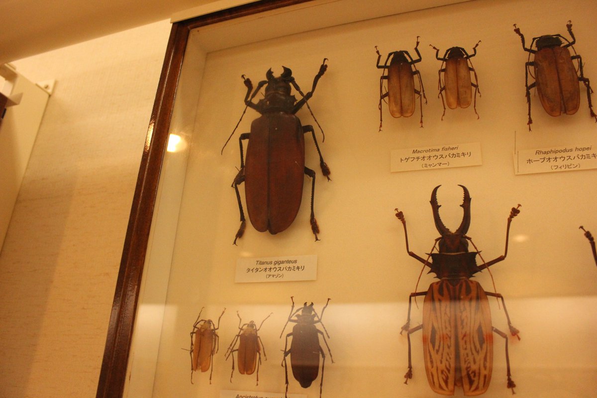 タイタンオオウスバカミキリ 標本 Yahoo!オークション - 標本 タイタン