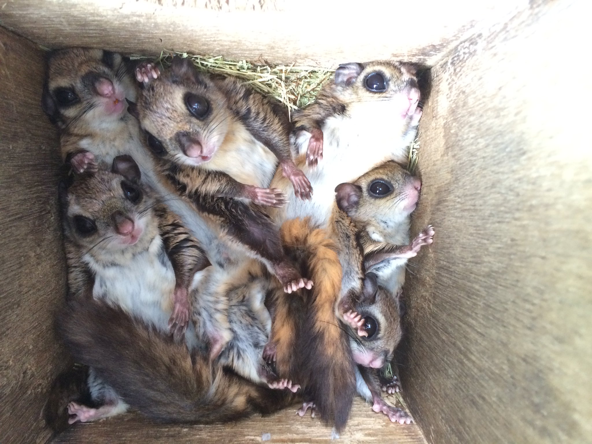 モモンガハウス（森のきつね)ボアベージュ 2000円