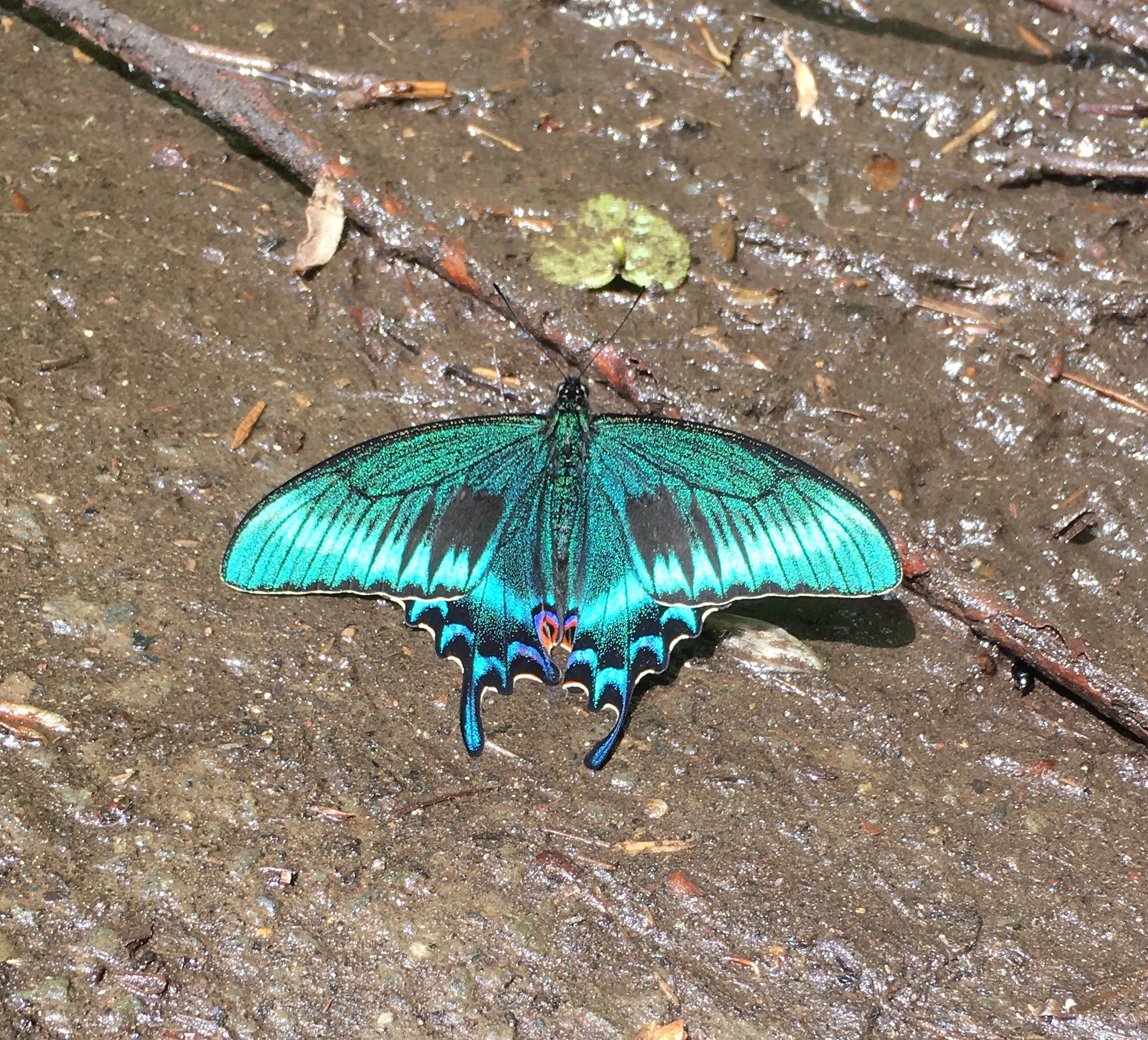 ミヤマカラスアゲハ♂♀標本☆北方領土色丹島産☆ 67/69mm 日本人採集