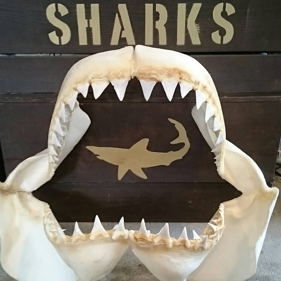 希少☆サメ 歯 標本 鮫 骨格標本 本物 天然 顎骨 剥製 インテリア