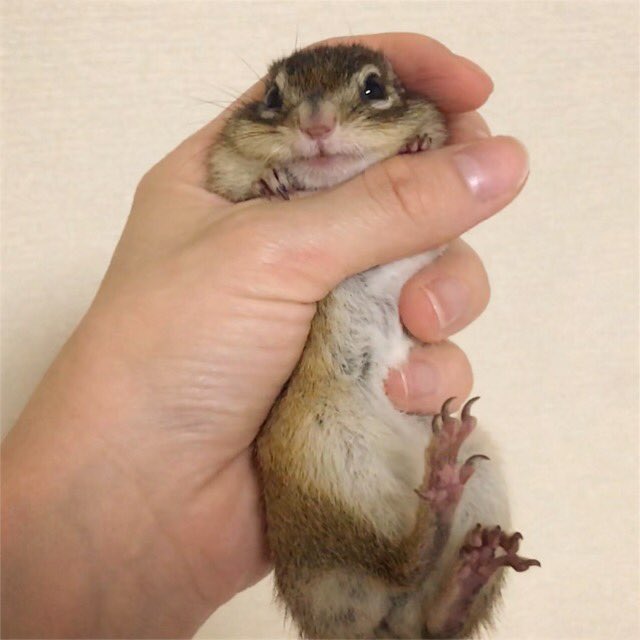 Tod Caught by mommy. あれれ？捕まっちゃった！ #良い子は寝る時間