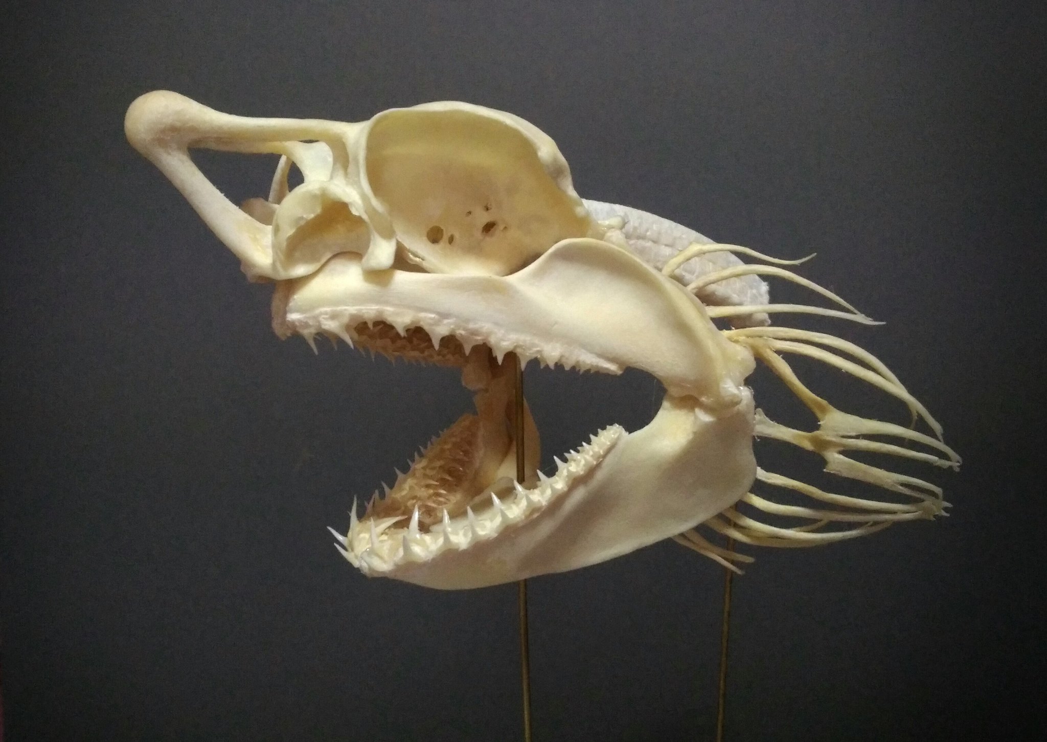 frogman様専用 ホオジロザメ 顎 JAWS サメ 頭骨 標本 剥製