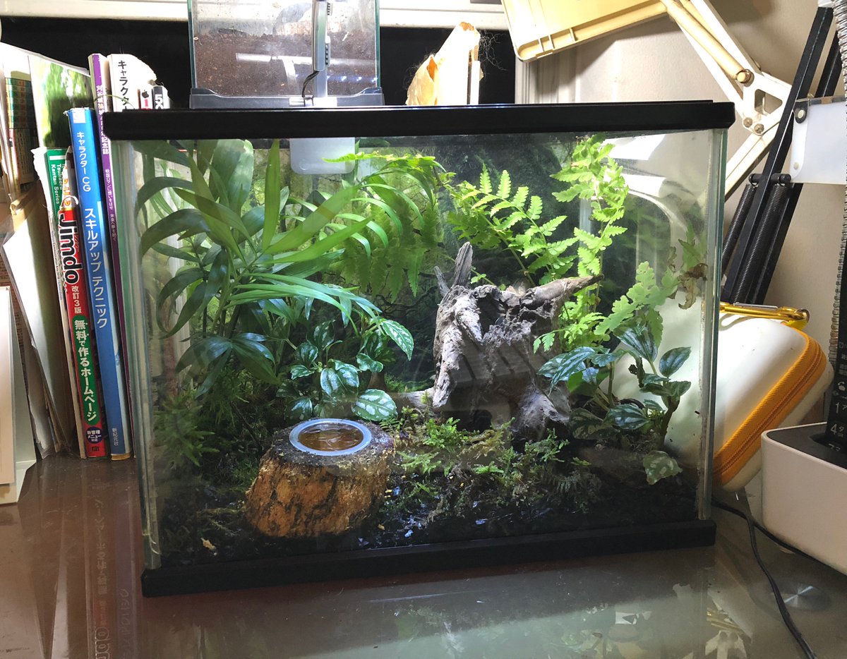 クワガタをより自然な環境で飼おうとテラリウムを作りました。う〜ん