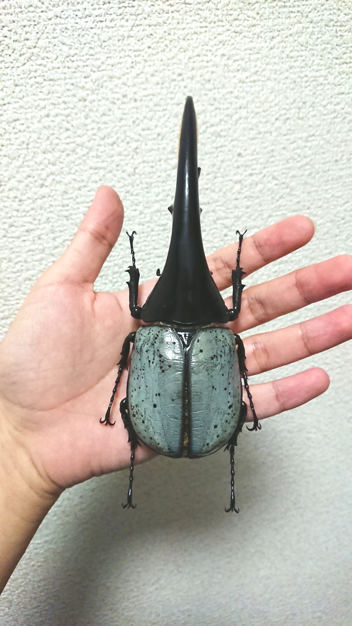 ヘラクレスオオカブト ブルータイプ 標本 大型ヘラクレスリッキー