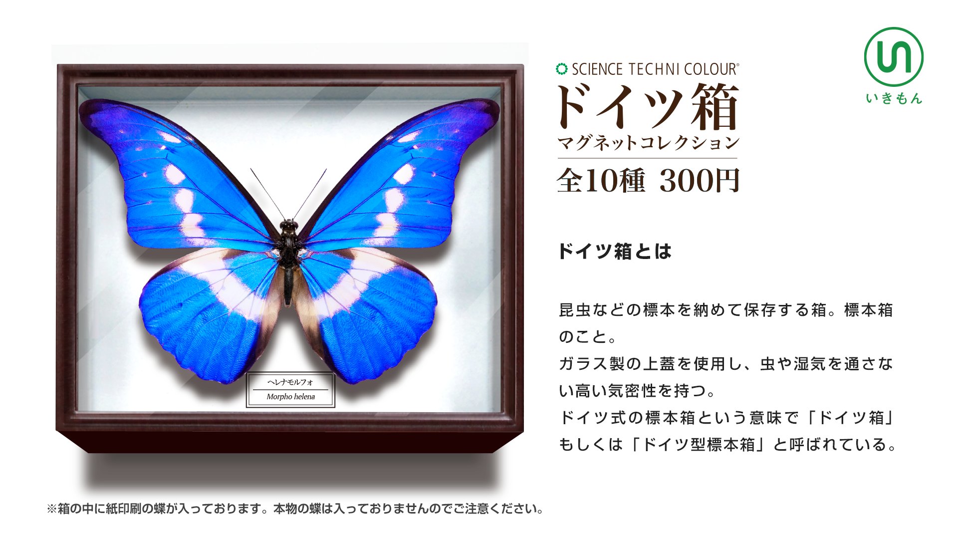 ☆rプロフ必須☆アマトンテモルフォチョウ♂標本 ドイツ型標本箱ミニ