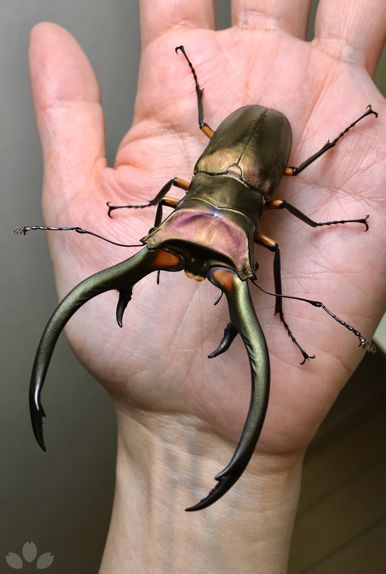 美麗 エラフスホソアカクワガタ♂野外標本 【公式通販】