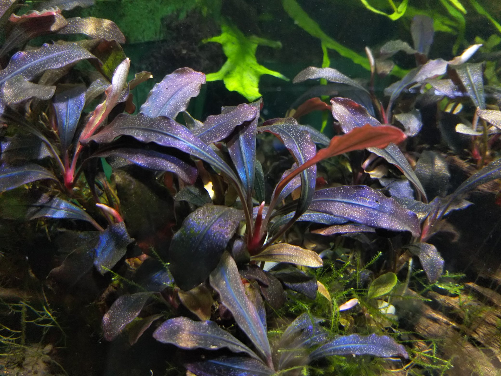 Bucephalandra sp.Ghost kalimantan Bucephalandra sp.Ghost