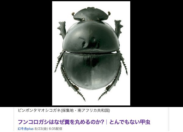 35mm】ピンポンタマオシコガネ 飛べないフンコロガシ オオニジ