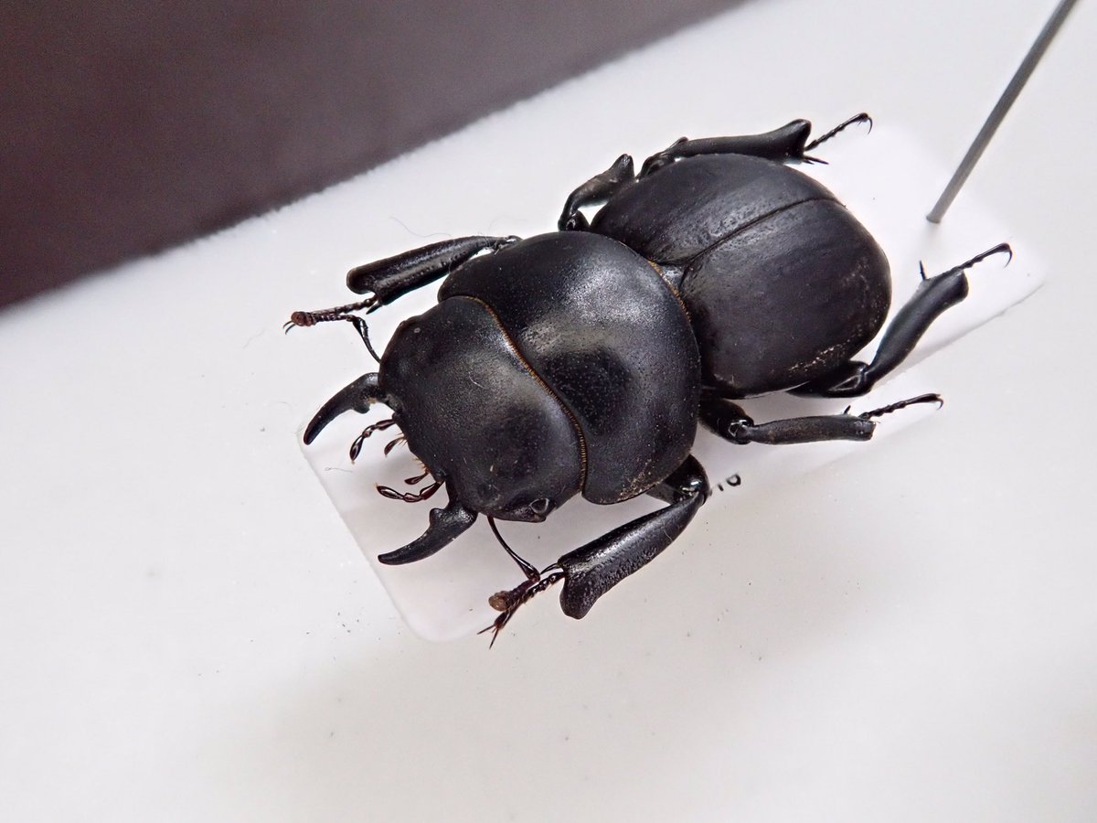 わたの木ハワイハネナシクワガタApterocyclus わたの木様専用ハワイ