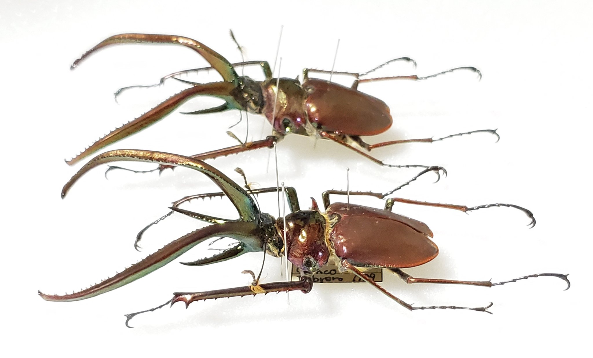 チリ産 コガシラクワガタ 62mm Nicagus on X: 