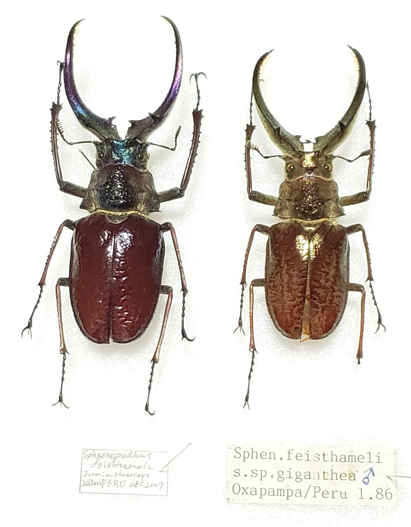 ペルー産ギガンテウスシワバネクワガタ78mm ペア