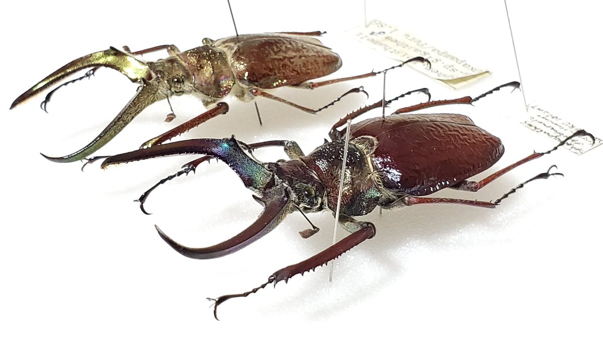 昆虫標本】 特大！フェイスタメルシワバネクワガタ