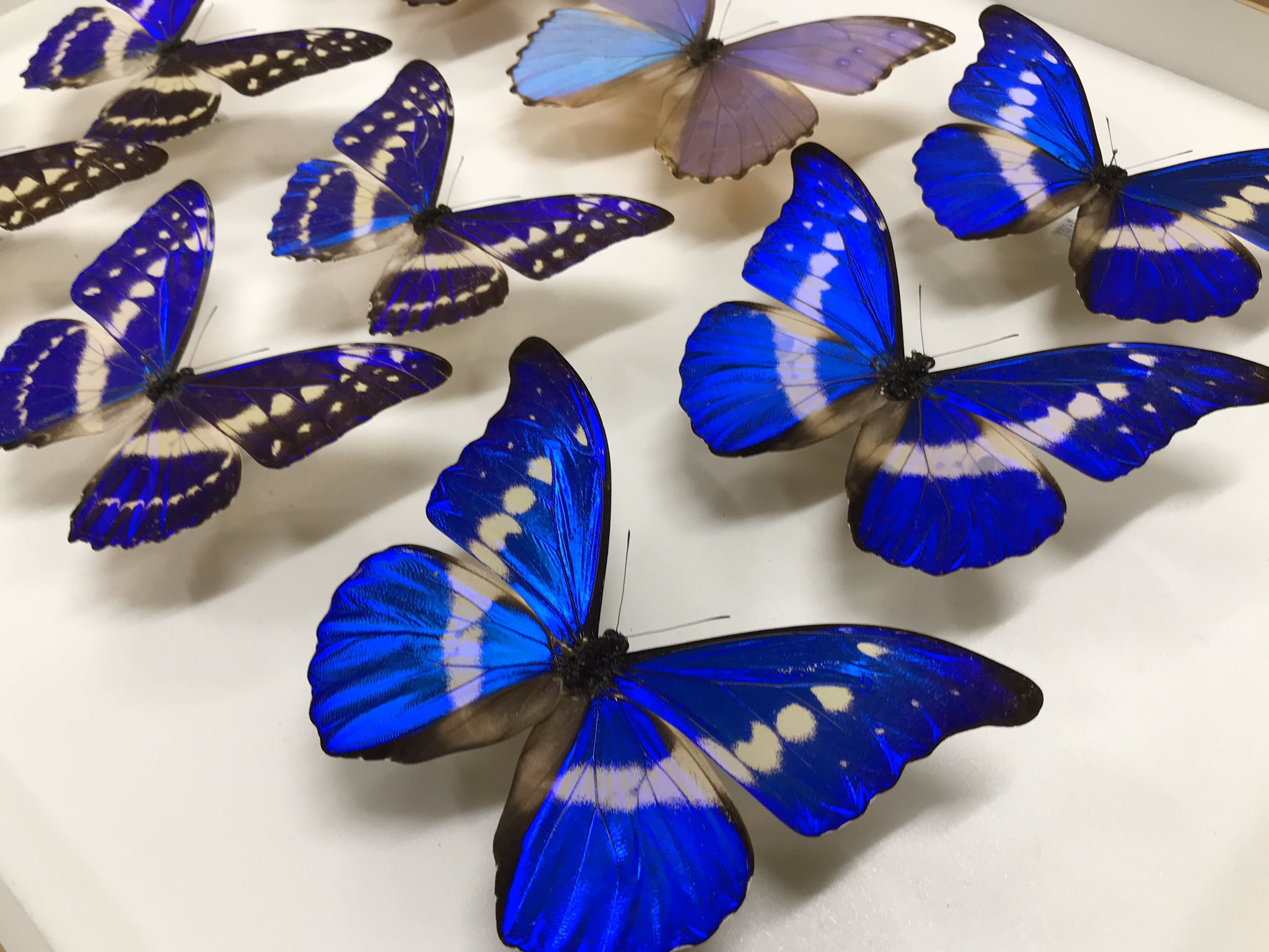 大型美麗個体！！ヘレナモルフォ 蝶標本