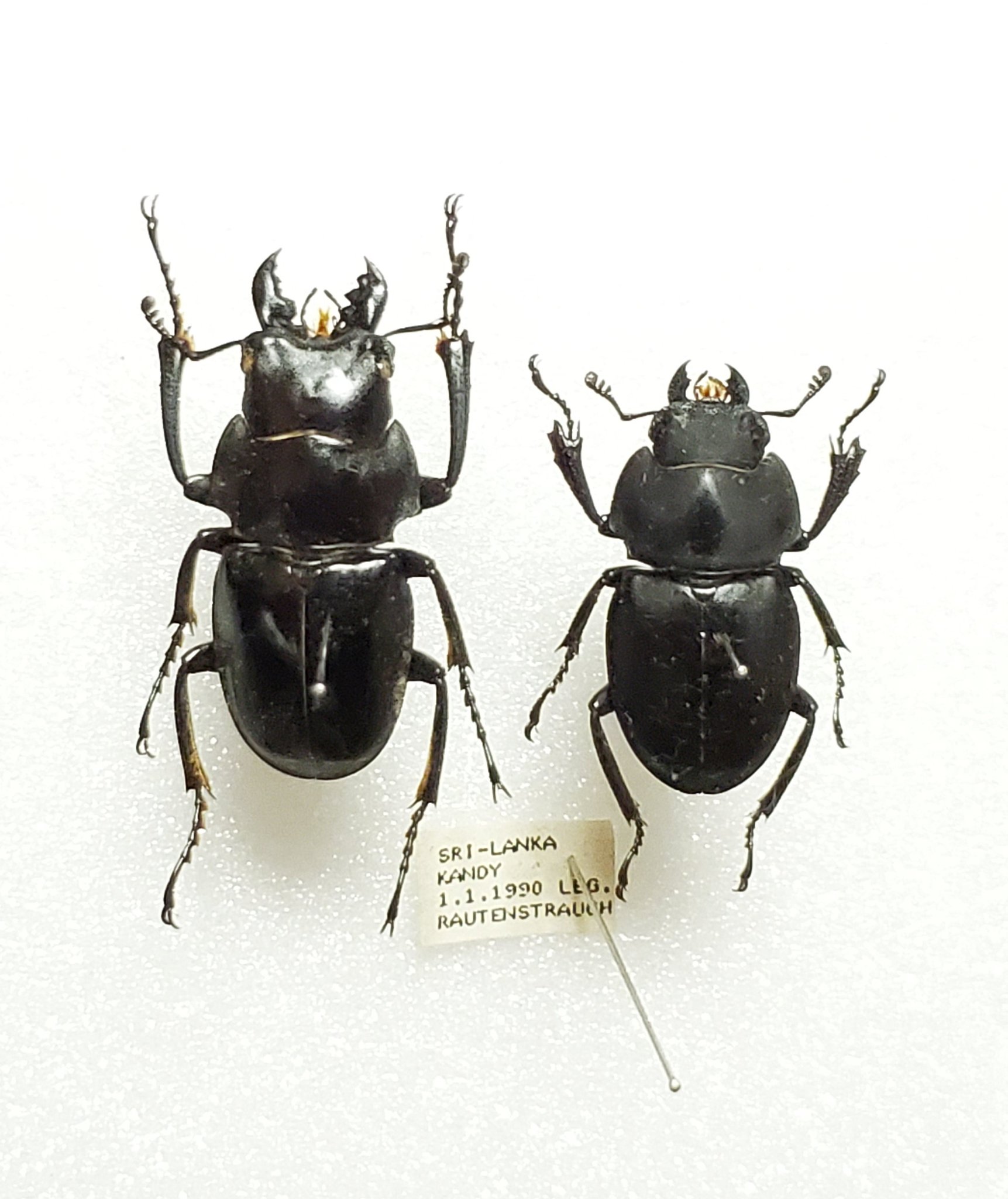 野外標本】ニグリータツヤクワガタ ペア Odontolabis nigrita 野外標本