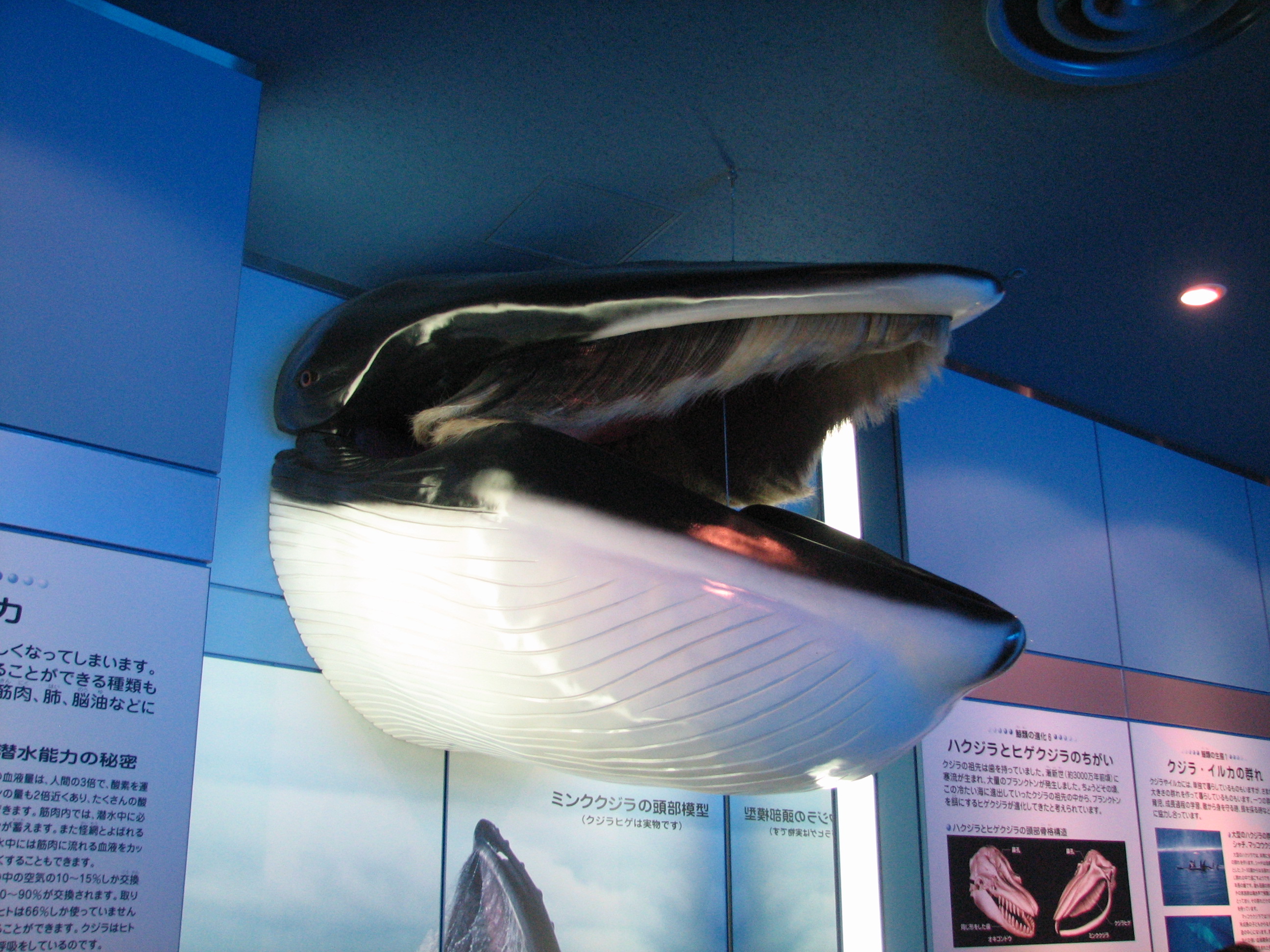 あっ!】ナガスクジラやミンククジラひげ 鯨 髭 レア くじら日記