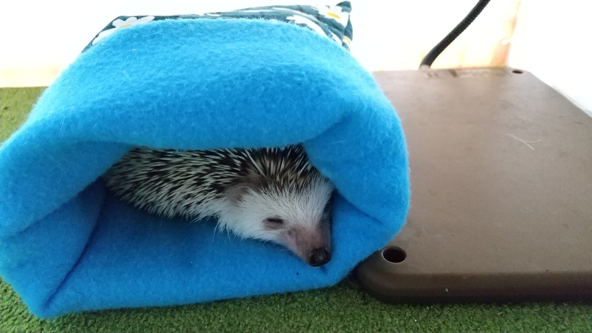 ハリネズミ寝袋 オンライン cherie chien様ご専用 ハリネズミ寝袋