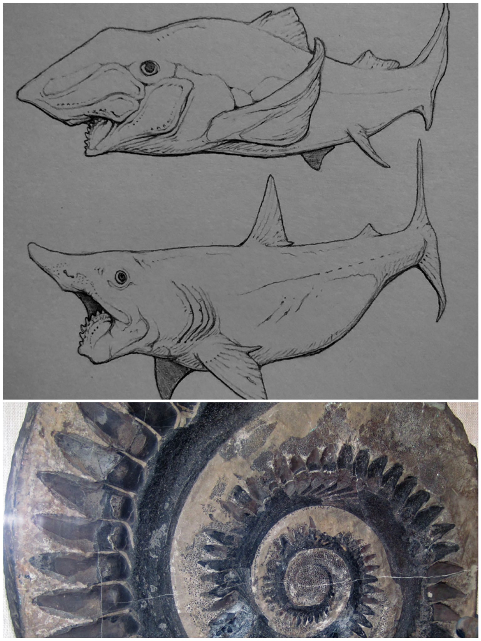 800年前のサメの背骨の化石 800年前のサメの背骨の化石