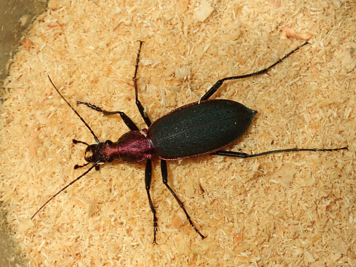 カブリモドキ飼育交雑個体