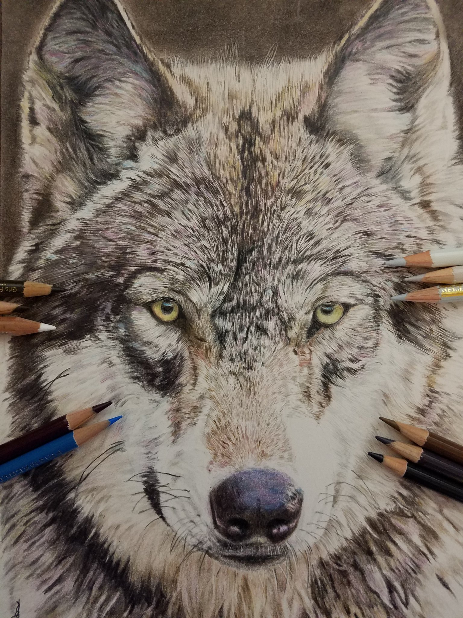 淡雪の狼 色鉛筆画 パステル 淡雪の狼 色鉛筆画 パステル 淡雪の狼 色鉛筆