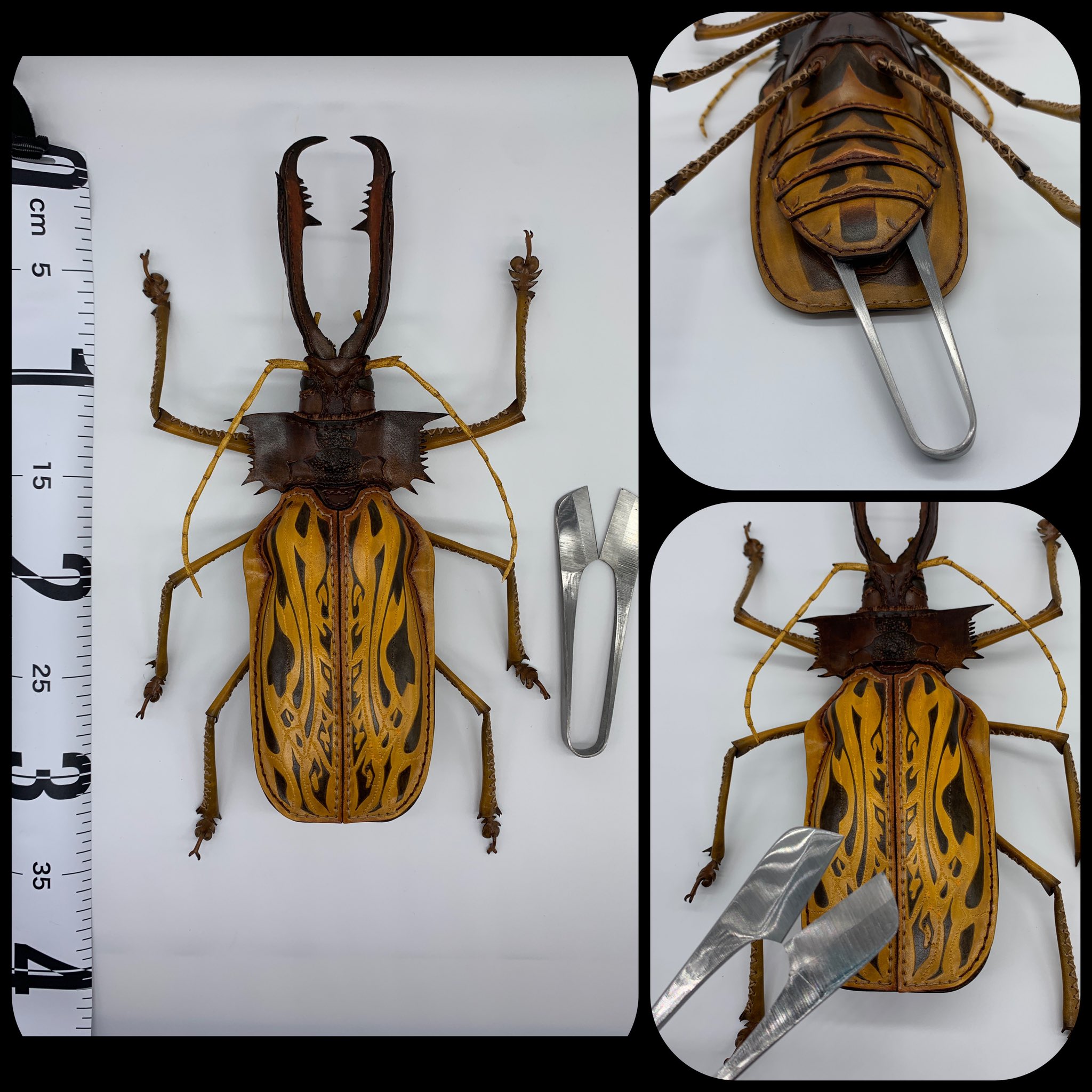 ペルー産オオキバウスバカミキリ 160mm