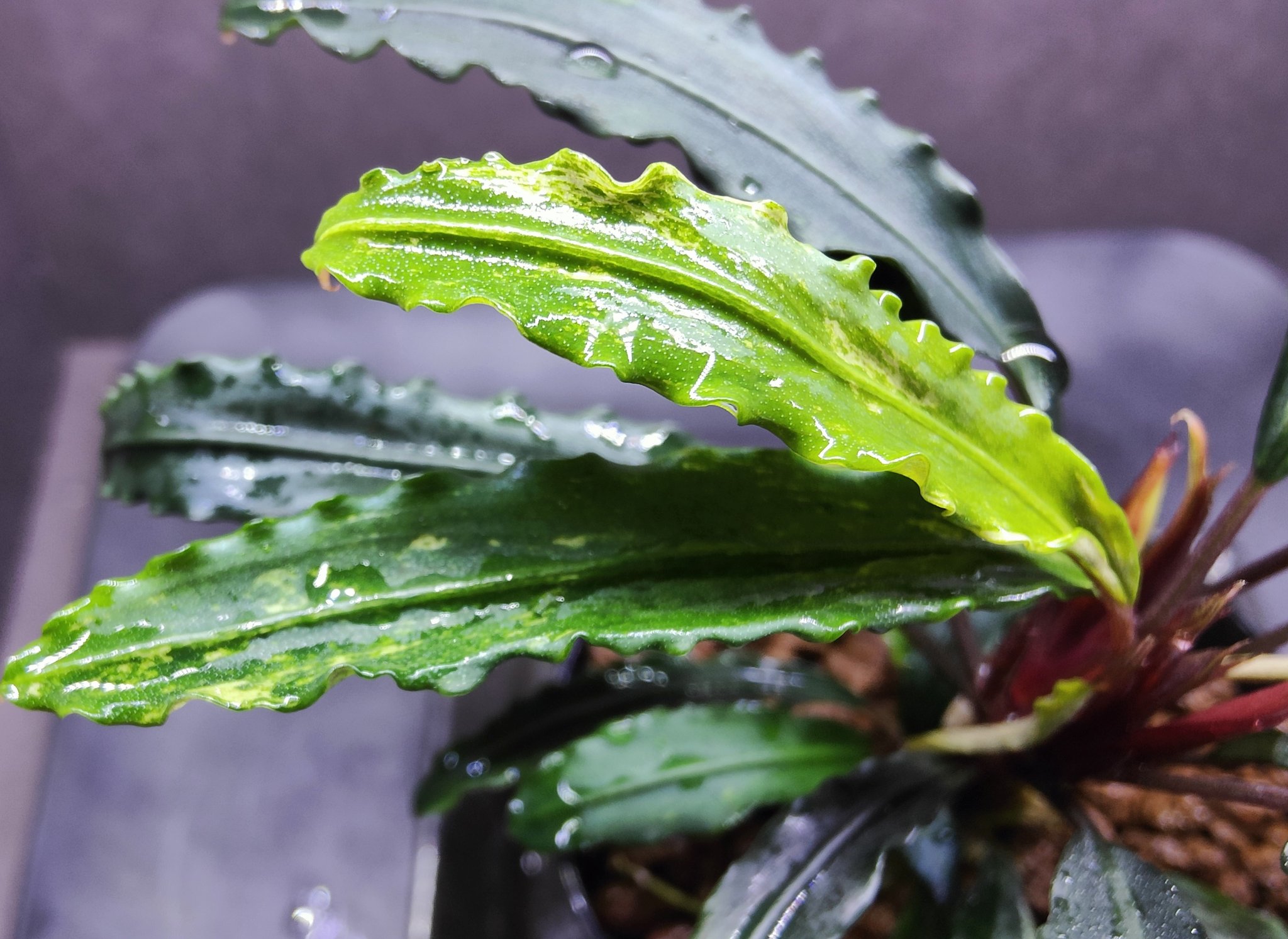 現地消滅種❣️】ブセファランドラ sekadau 3【TB】斑入り 【公式通販】