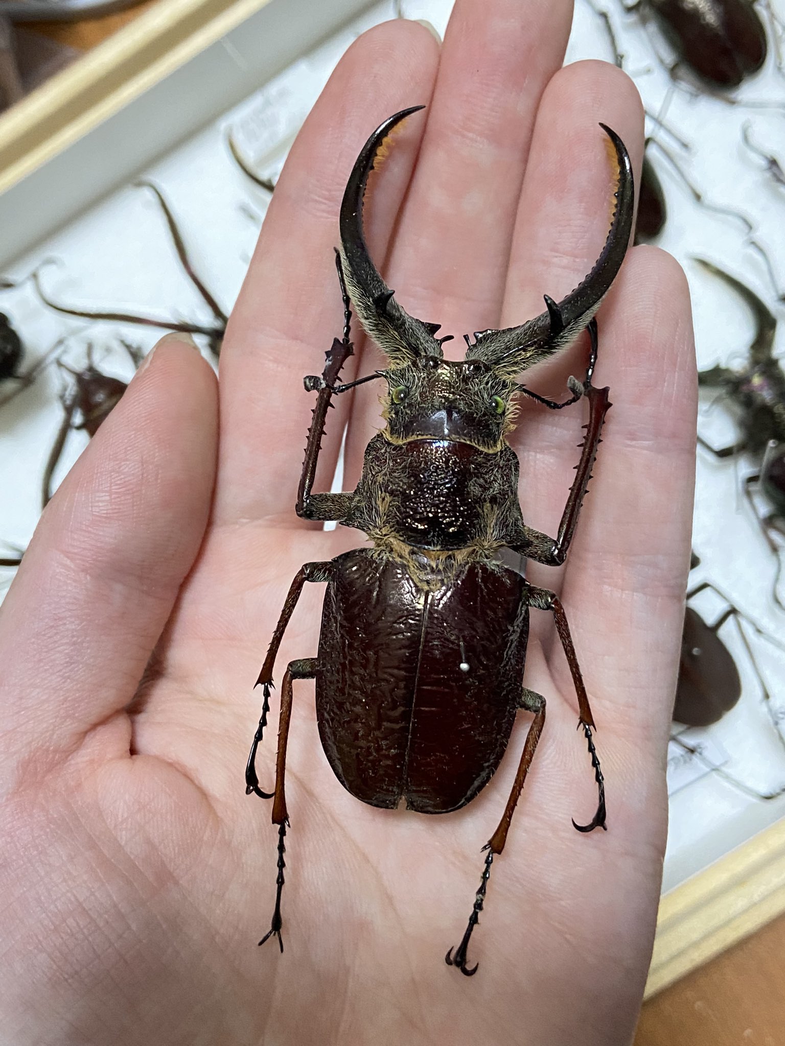 エクアドル産 コルベイシワバネクワガタ 31mm <1215z昆虫標本&gt