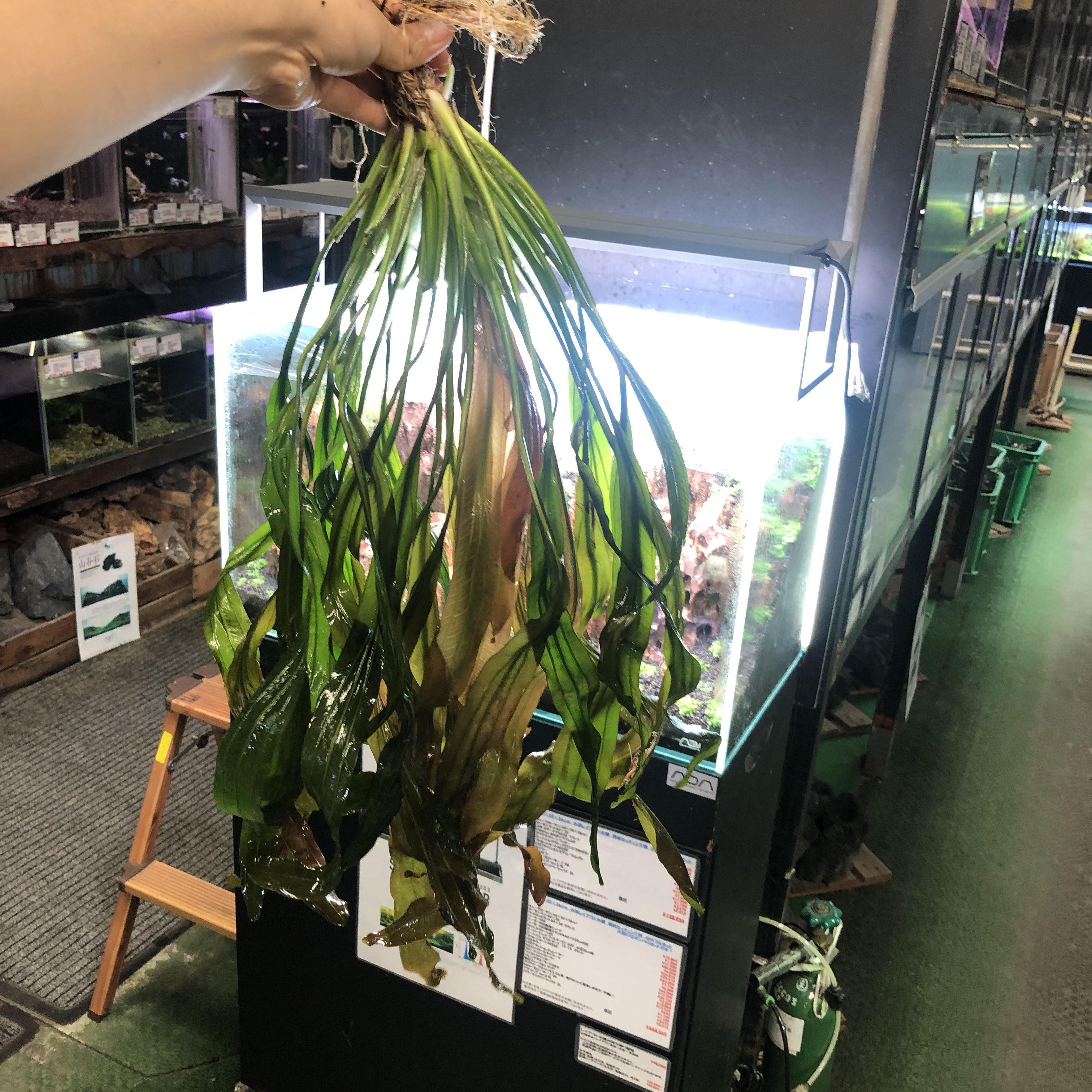 エキノドルス・ホレマニーオレンジ 【公式通販】