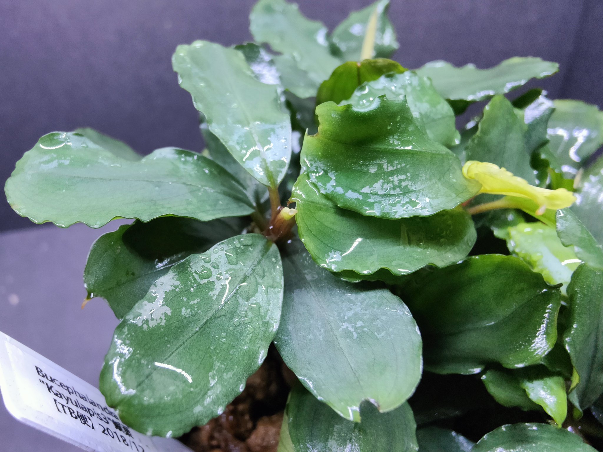 陰性水草の王様的存在【ブセファランドラ】Theia Blue 陰性水草の王様