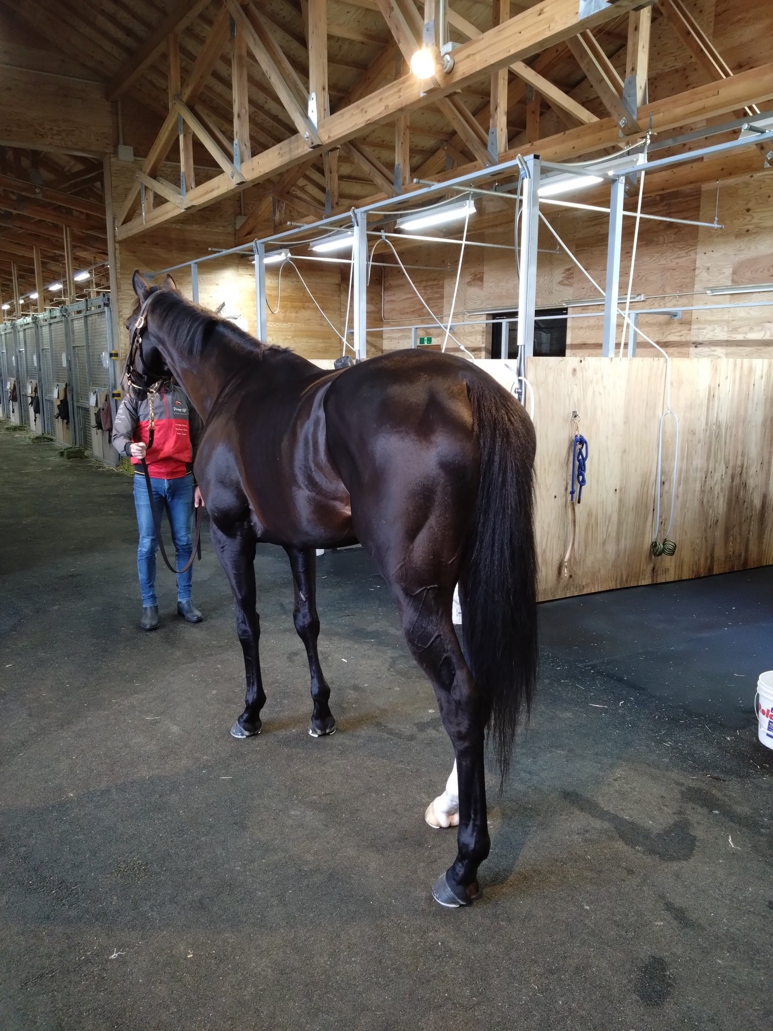 イクイノックス 鬣 イクイノックス 鬣 イクイノックス 鬣 イク