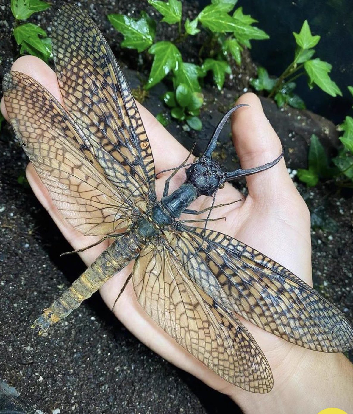 早割クーポン！ 特大 オオキバヘビトンボ 標本 - 標本