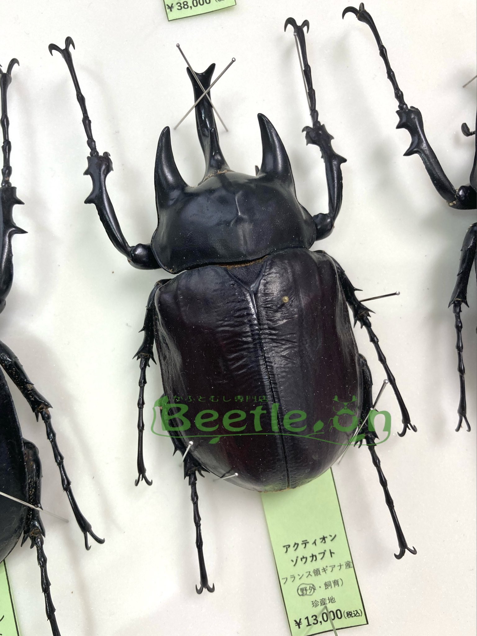 特大 アクティオンゾウカブト(レックスゾウカブト)標本 オン