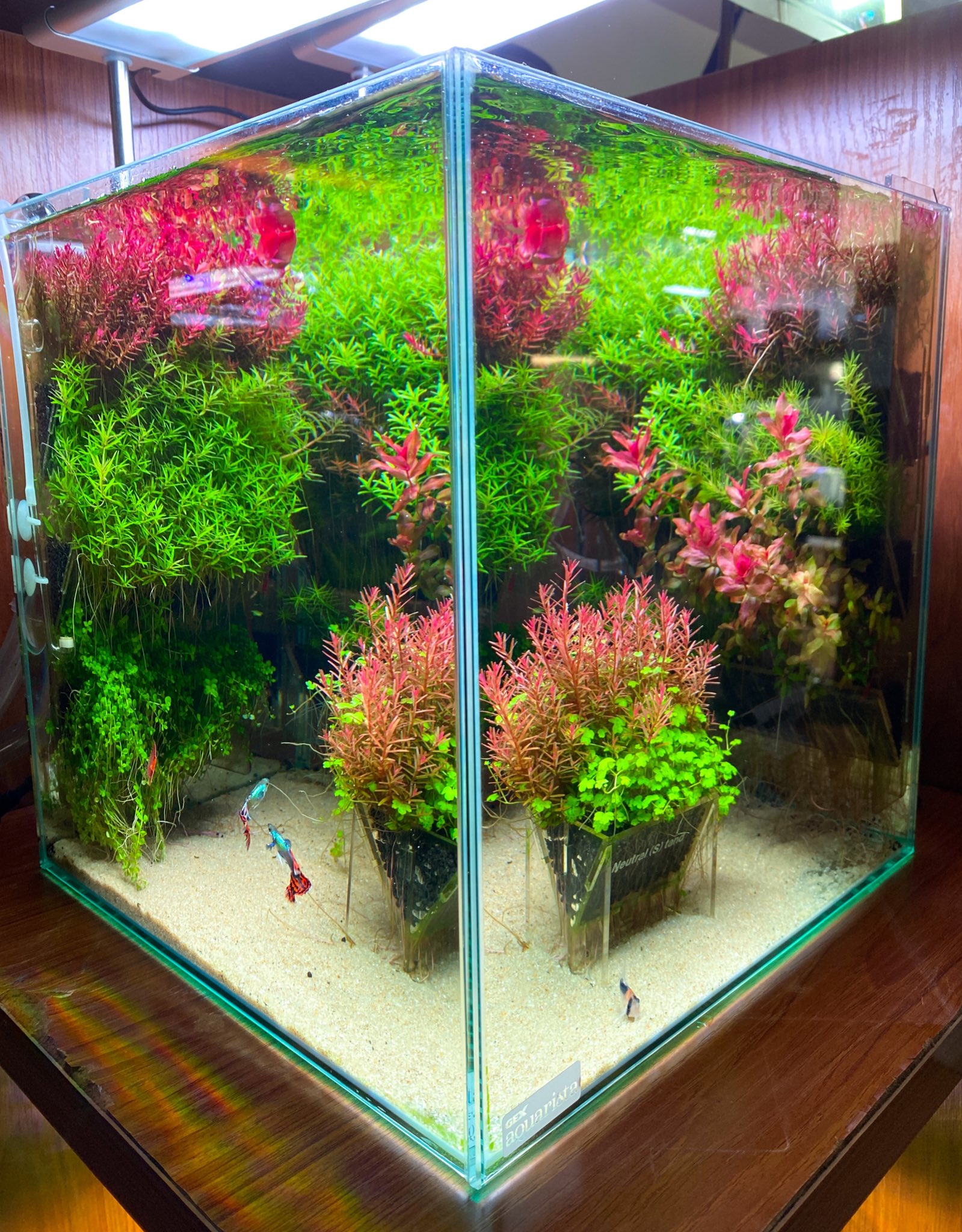 ADA キューブガーデン 45cmガラス水槽 ADAキューブガーデン45水槽