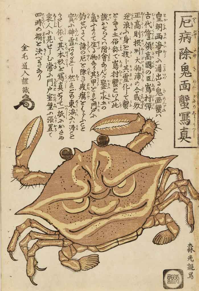 おそろしい鬼の顔のような甲羅の鬼面蟹（ヘイケガニの一種）を描きます