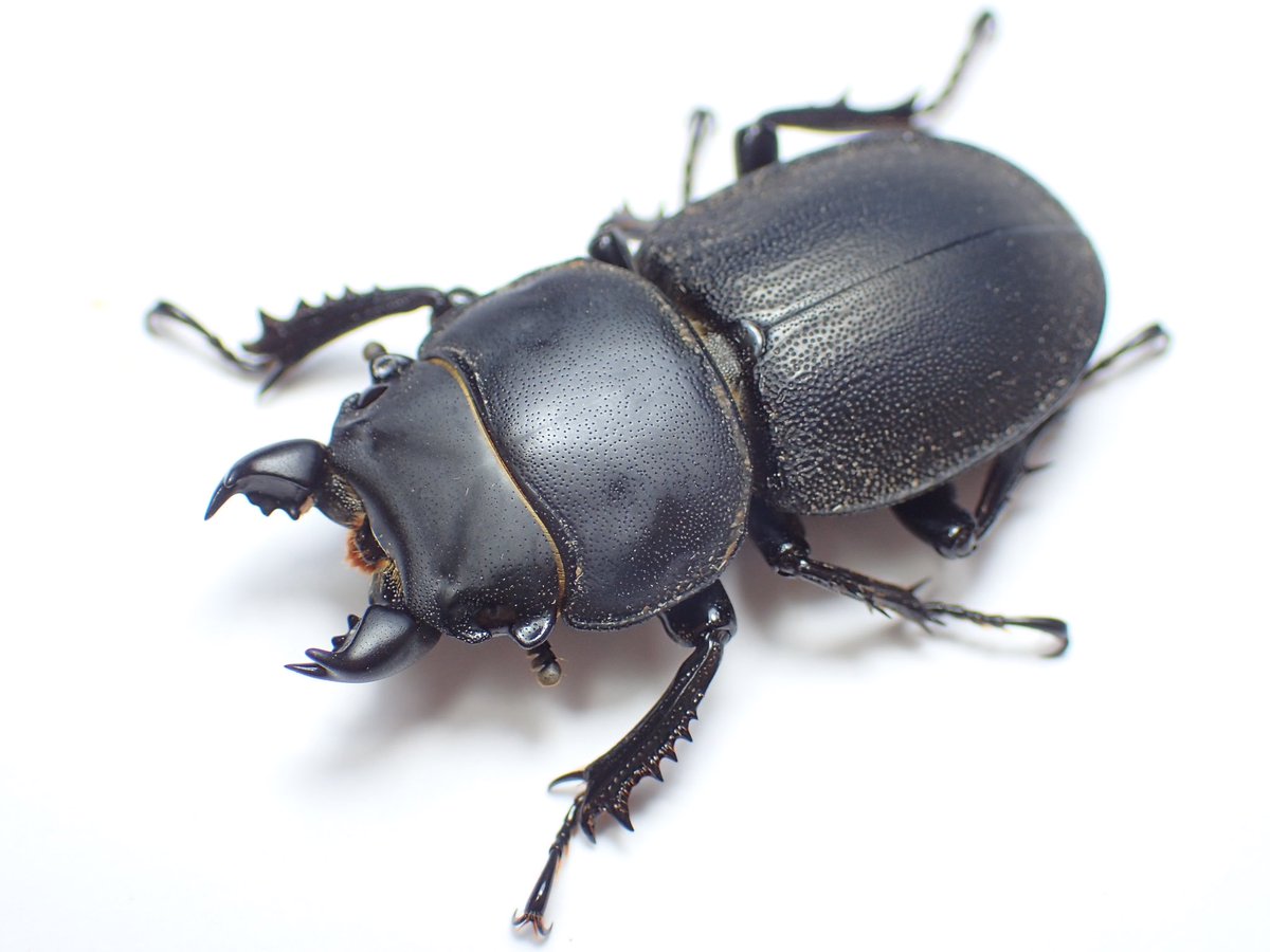 わたの木ハワイハネナシクワガタApterocyclus わたの木様専用ハワイ